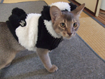 panda